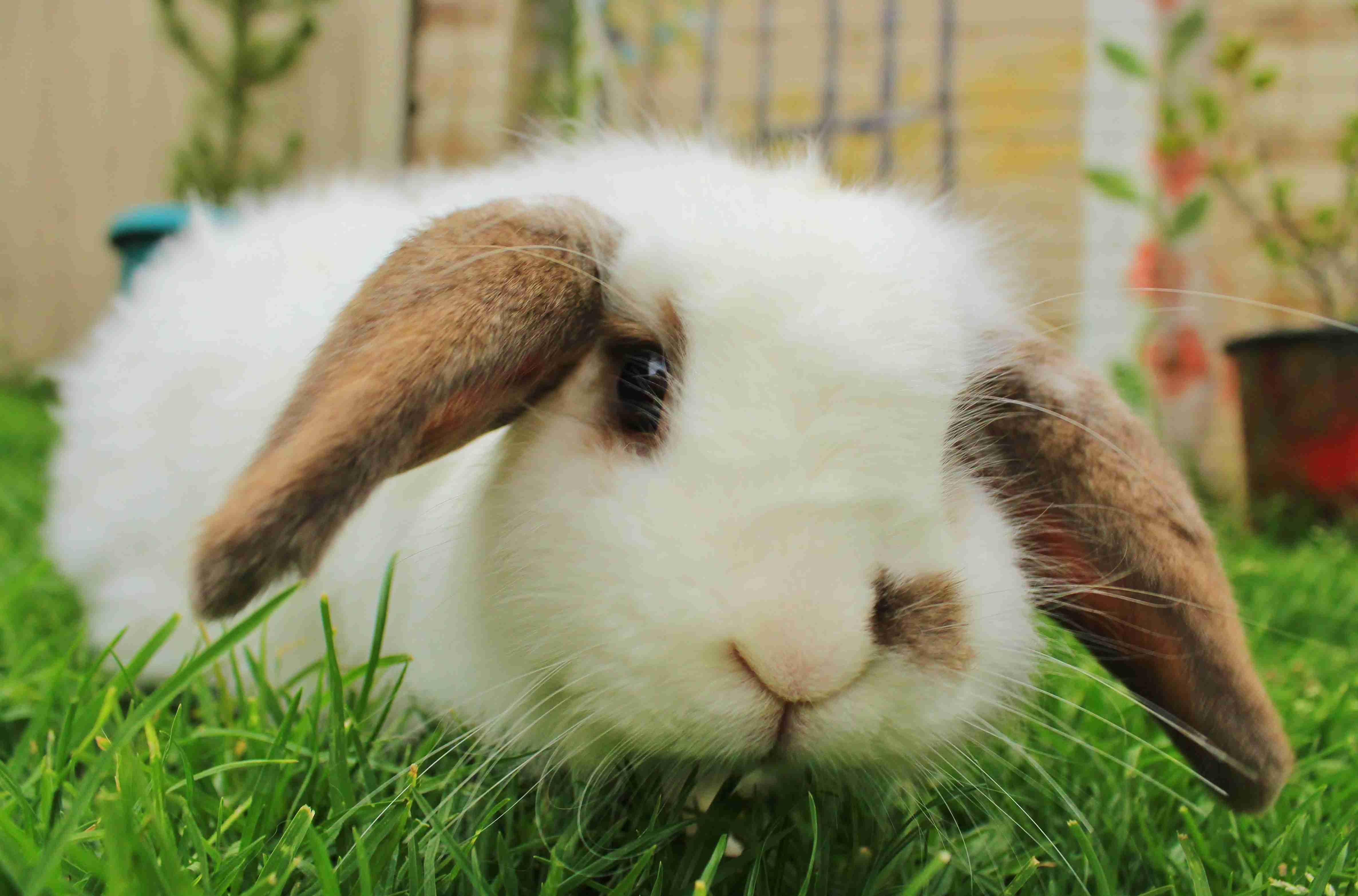 Top Tips for Providing Your Rabbit with a Balanced Diet